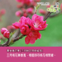 桃源仙谷鬱金香花季 2016-封面